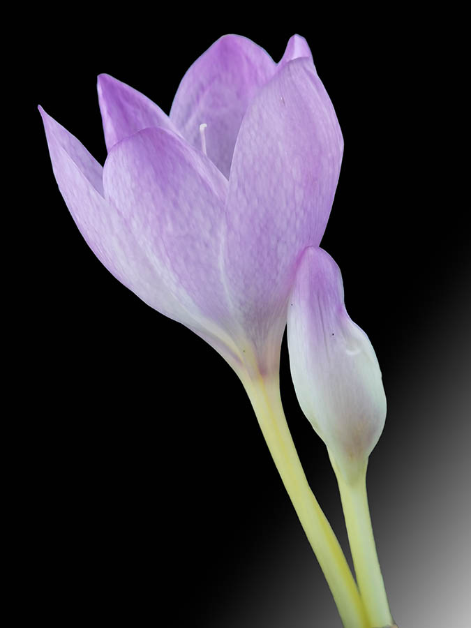 Colchicum speciosum